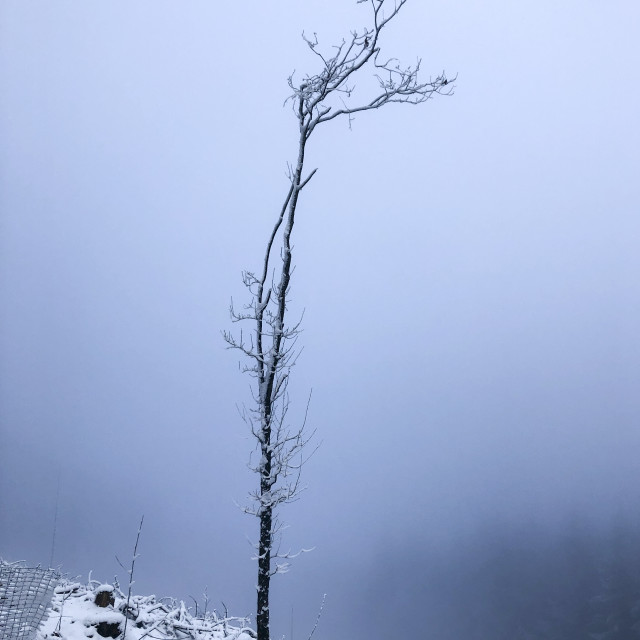 "Winter in Teutoburger Wald Forest" stock image