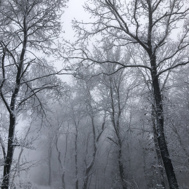 "Winter in Teutoburger Wald Forest" stock image