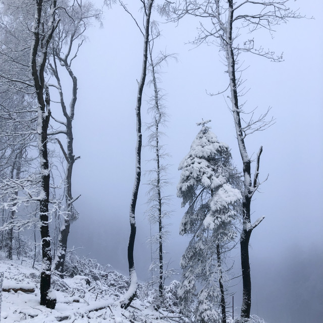 "Winter in Teutoburger Wald Forest" stock image