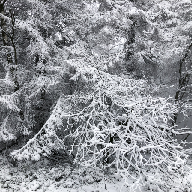 "Winter in Teutoburger Wald Forest" stock image