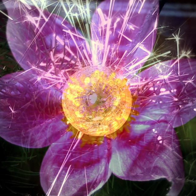 "Flower-sparkle" by Rudolf Reinbacher - $14.47 "Flower-sparkle" stock image