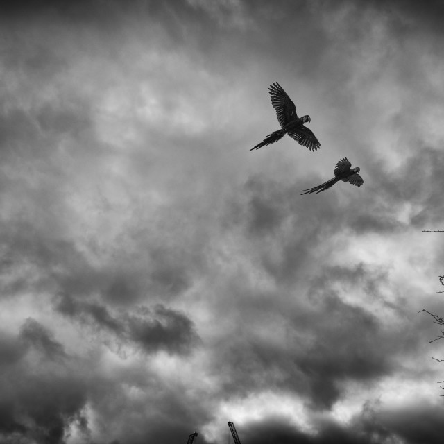 "Macaws over London" stock image