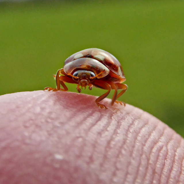 "Cream Spot Ladybird on My Finger," stock image