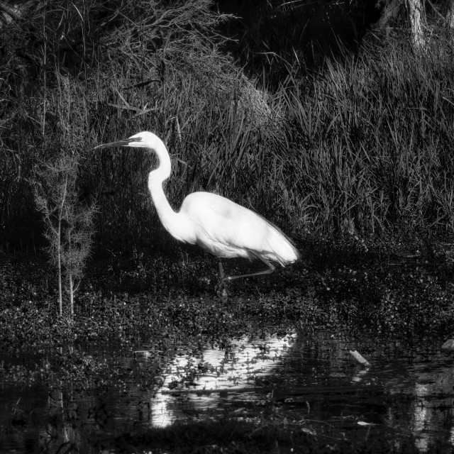 "Great White Egret, at Water's Edge" stock image