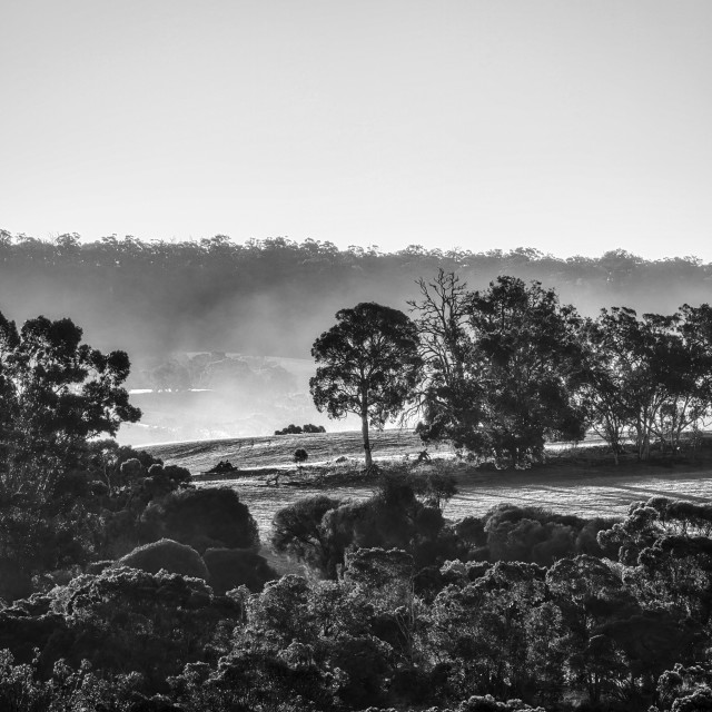 "Wheatbelt Farm Scene 3" stock image