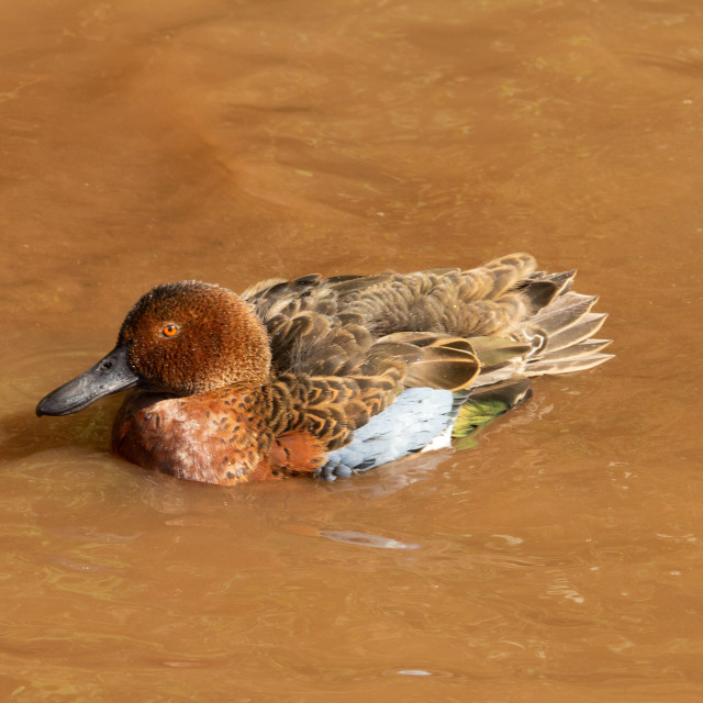 "Redhead duck (Aythya Americana)" stock image