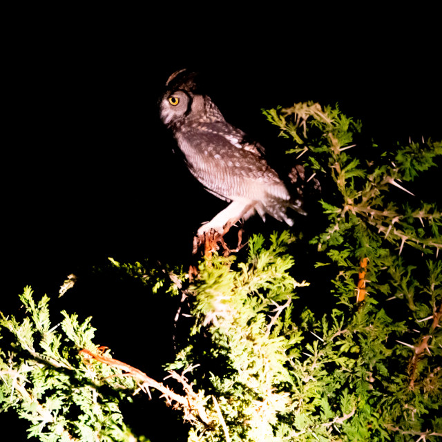 "African Scops Owl" stock image