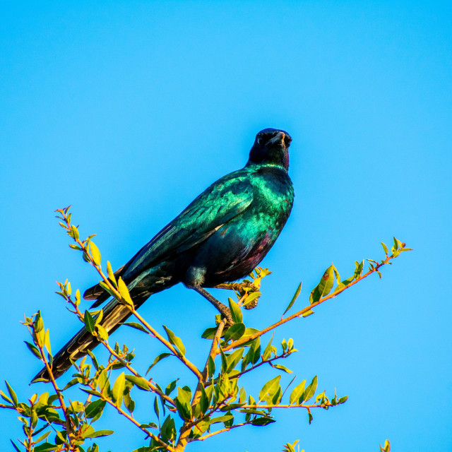 "African Blue Starling" stock image