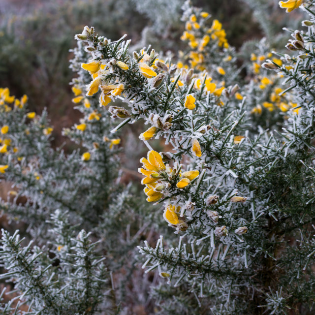 "Frosted Gorse Flowers" stock image