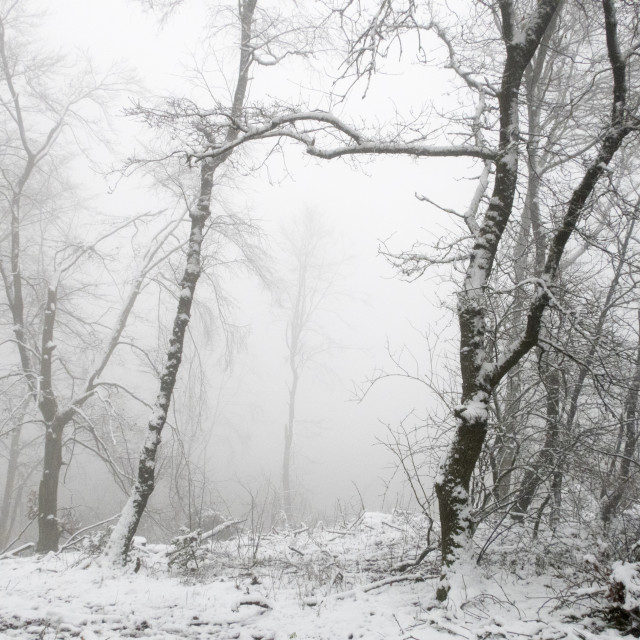 "foggy winter landscape" stock image