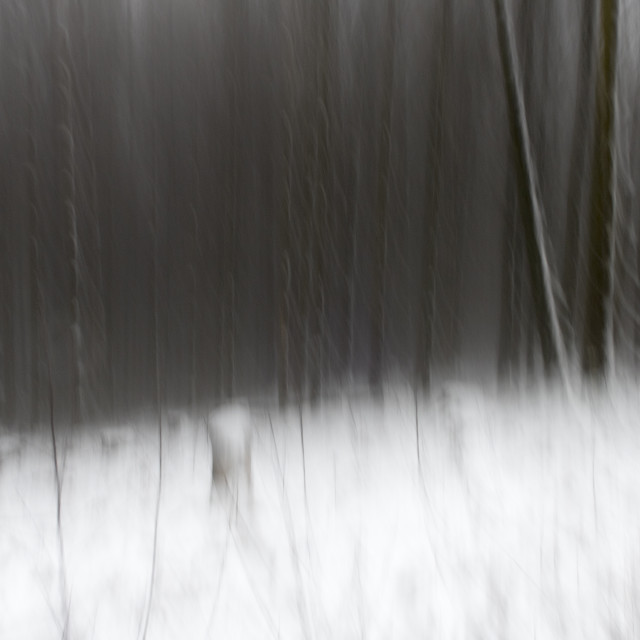 "blurry winter landscape" stock image