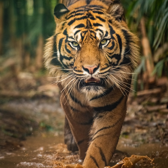 Tiger makes. Национал географик тигры. Пара тигров. Амурский тигр 5. Tiger makes.