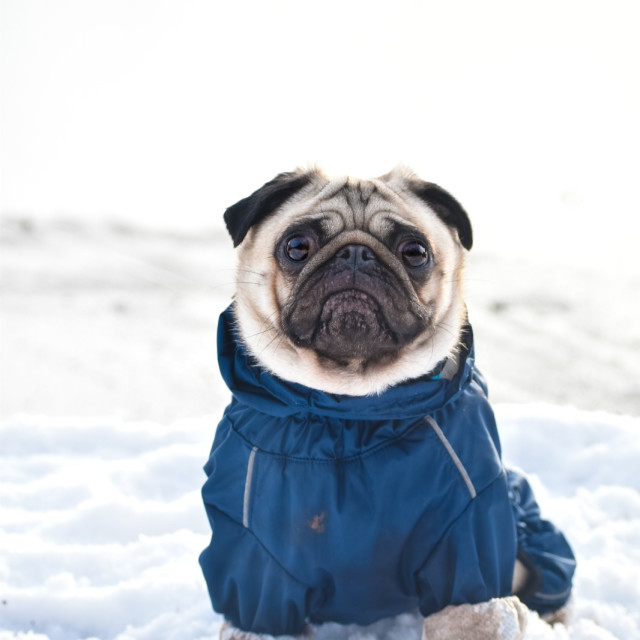 "Snow Suit Season" stock image