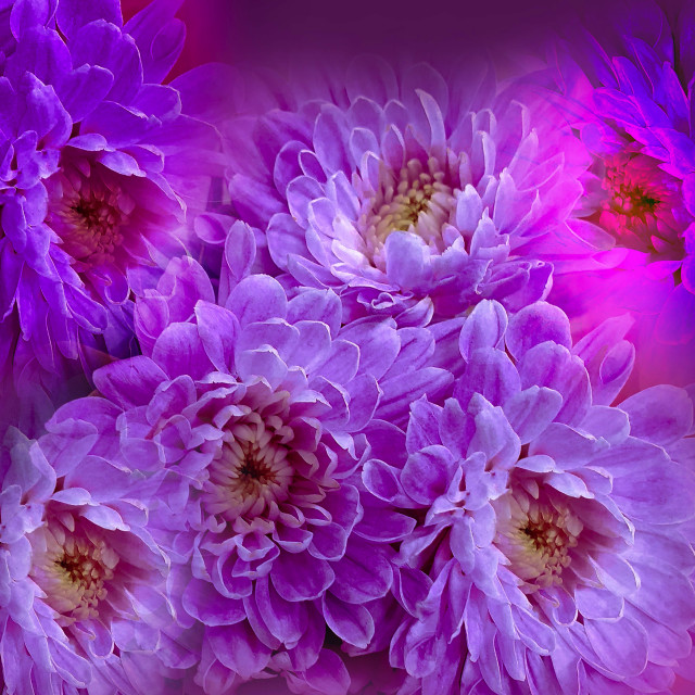 "Stunning Dahlia Flowers" stock image