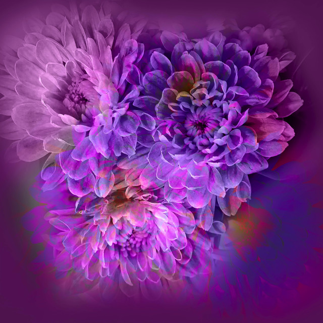 "Stunning Dahlia" stock image