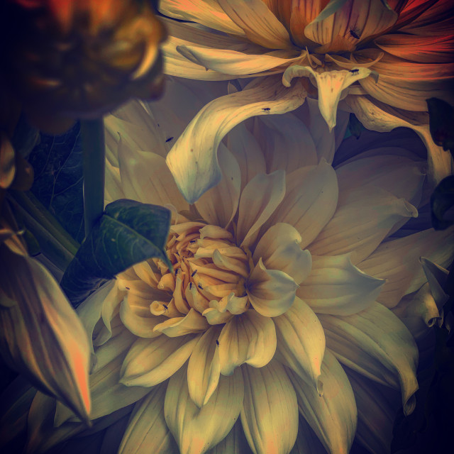 "Dahlia Detail" stock image