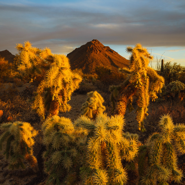 "Cholla Frame" by Caymin Hannan - £36.00 "Cholla Frame" stock image
