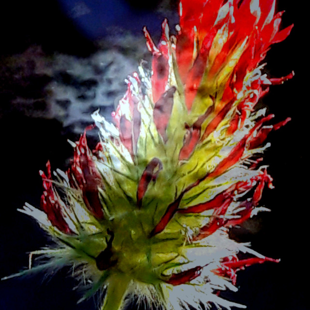 "Flowering clover in moonlight" stock image