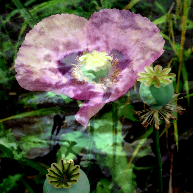 "Moonlight poppies" stock image