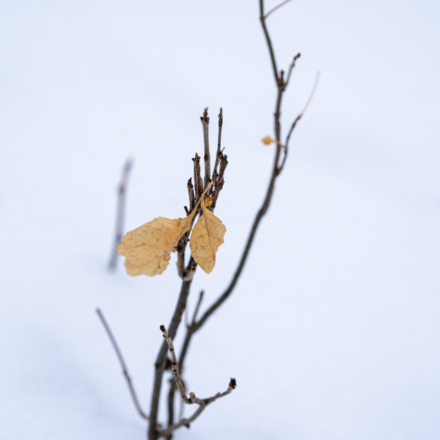"small twig coming through the fresh snowfall" by Justin Mueller - £10.00 "small twig coming through the fresh snowfall" stock image