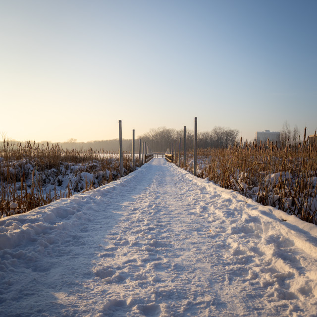 "snow covered boardwalk over frozen wetland at sunset" by Justin Mueller - £10.00 "snow covered boardwalk over frozen wetland at sunset" stock image