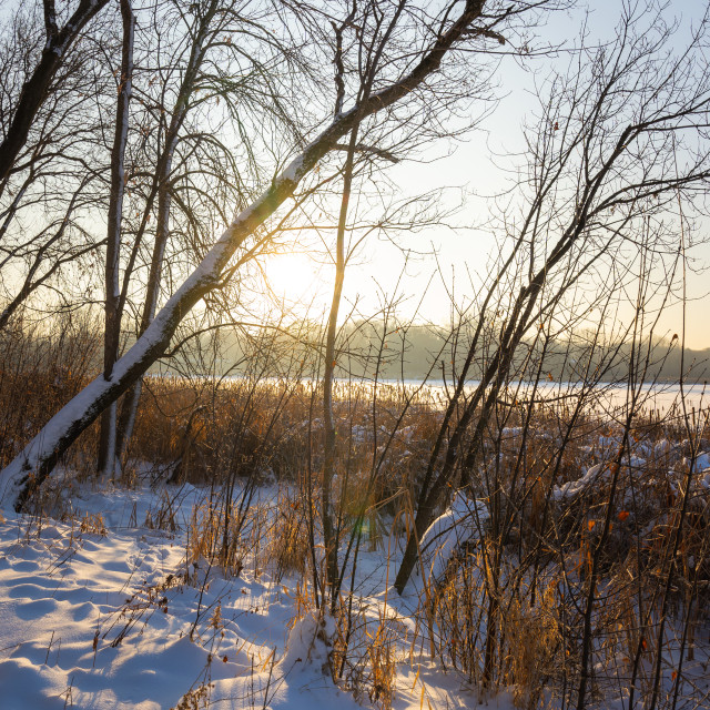 "winter sunset landscape across a lake with trees" by Justin Mueller - £10.00 "winter sunset landscape across a lake with trees" stock image