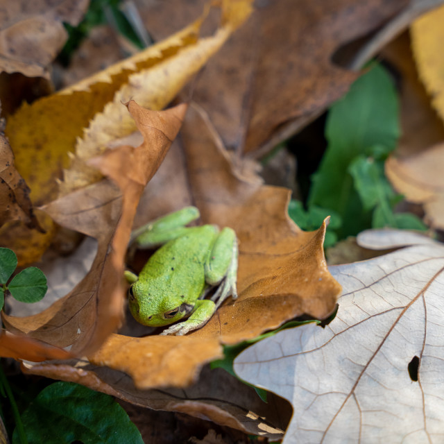 "green frog resting in fallen leaves in the forest" by Justin Mueller - £10.00 "green frog resting in fallen leaves in the forest" stock image