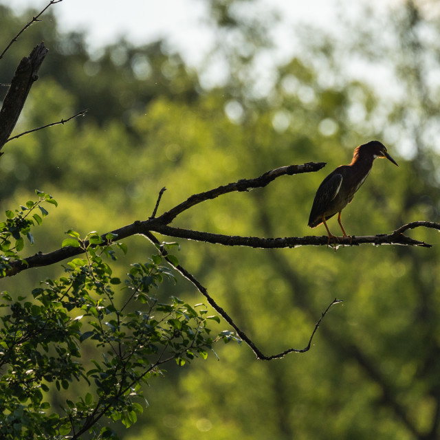 "green heron sitting in a tree hunting for prey in the lake" by Justin Mueller - £10.00 "green heron sitting in a tree hunting for prey in the lake" stock image