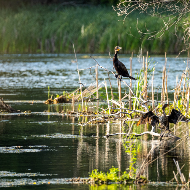 "two double-crested cormorant sitting on branches on a flood isla" by Justin Mueller - £10.00 "two double-crested cormorant sitting on branches on a flood isla" stock image