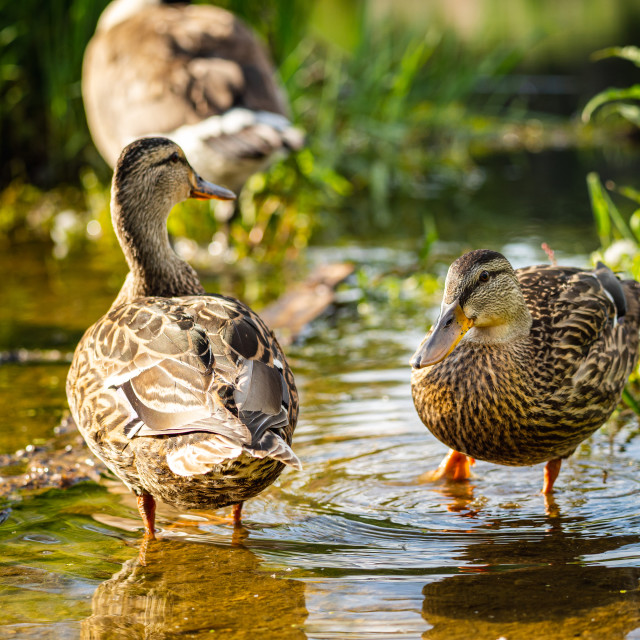 "ducks wading in a puddle on a trail after a rain storm" by Justin Mueller - £10.00 "ducks wading in a puddle on a trail after a rain storm" stock image