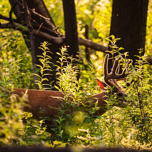 "backlit male deer eating underbrush at sunset" by Justin Mueller - £10.00 "backlit male deer eating underbrush at sunset" stock image