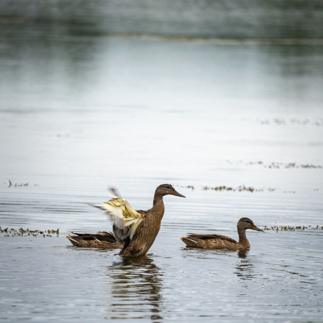 "female mallard duck stretching its wings on a lake in minnesota" by Justin Mueller - £10.00 "female mallard duck stretching its wings on a lake in minnesota" stock image