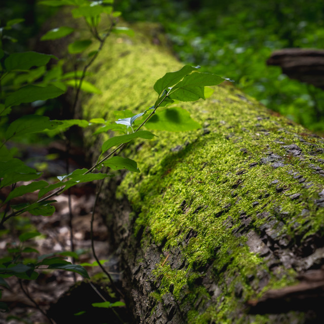 "bright green moss growing on a fallen tree next to new growth in" by Justin Mueller - £10.00 "bright green moss growing on a fallen tree next to new growth in" stock image