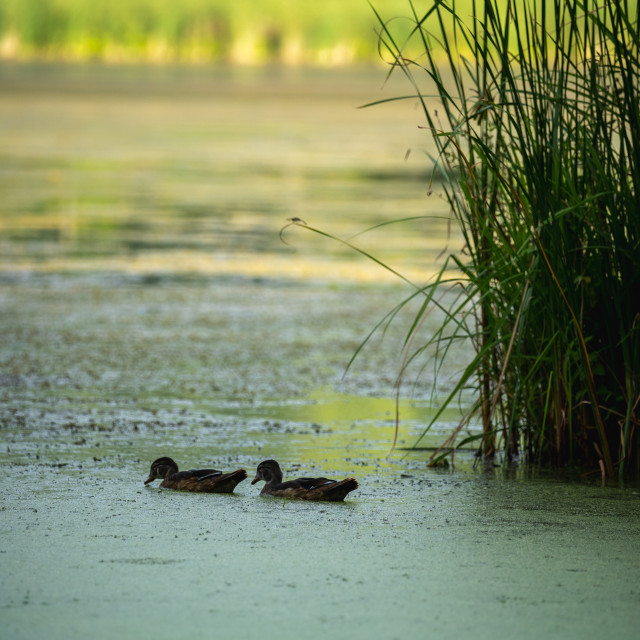 "baby ducks floating in a lake near reeds" by Justin Mueller - £10.00 "baby ducks floating in a lake near reeds" stock image