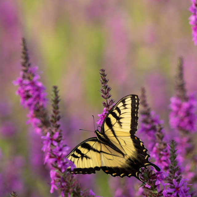 "macro image of a butterfly on a flower" by Justin Mueller - £10.00 "macro image of a butterfly on a flower" stock image