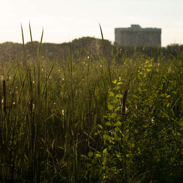 "summer sunset over the reeds at the edge of wetland" by Justin Mueller - £10.00 "summer sunset over the reeds at the edge of wetland" stock image