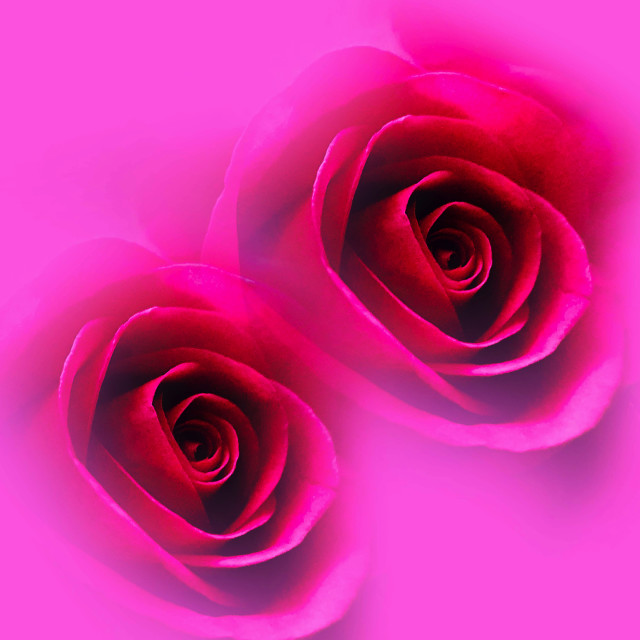 "Roses in Deep pink Colour" stock image