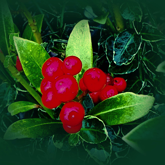 "Red Berries in winter" stock image