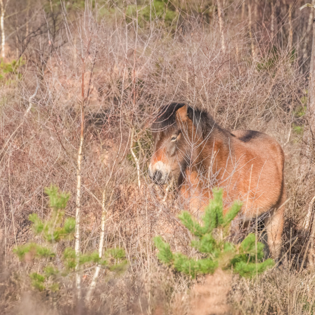 "Exmoor pony in woodland" stock image