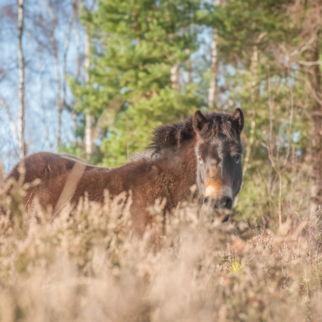 "Exmoor pony in heathland" stock image