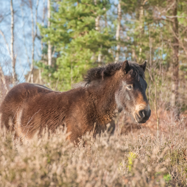 "Exmoor pony in heathland" stock image