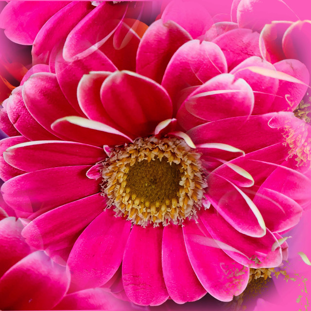 "Flower in Vibrant Pink" stock image