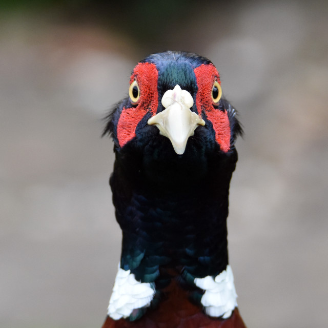 "Surprised look" stock image