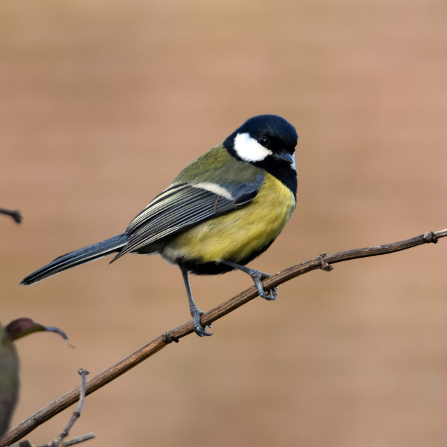 "Great Tit" by Len Howell - $12.20 "Great Tit" stock image