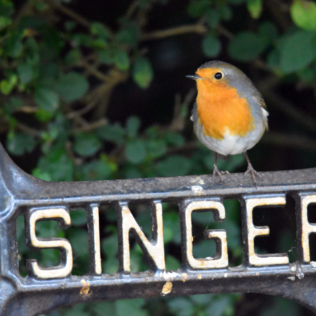 "Song bird" stock image