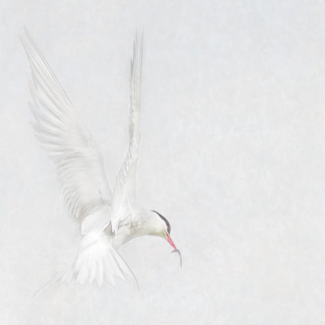 "Artful Tern" stock image