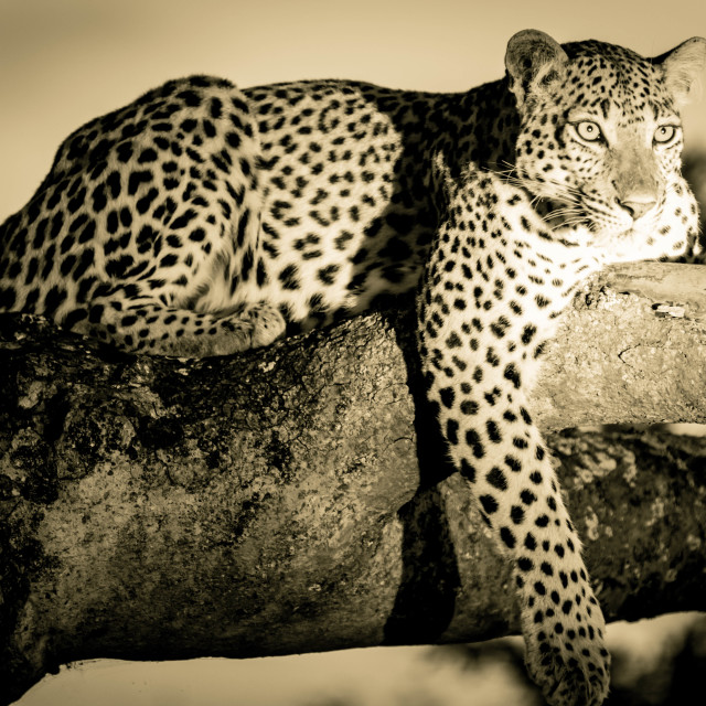 "Leopard Before the Hunt" stock image