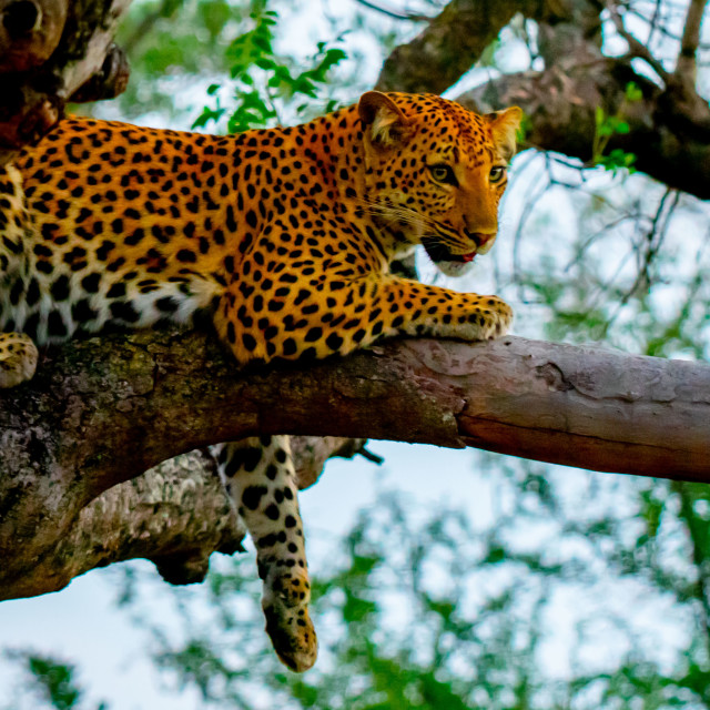 "Leopard Before the Hunt" stock image