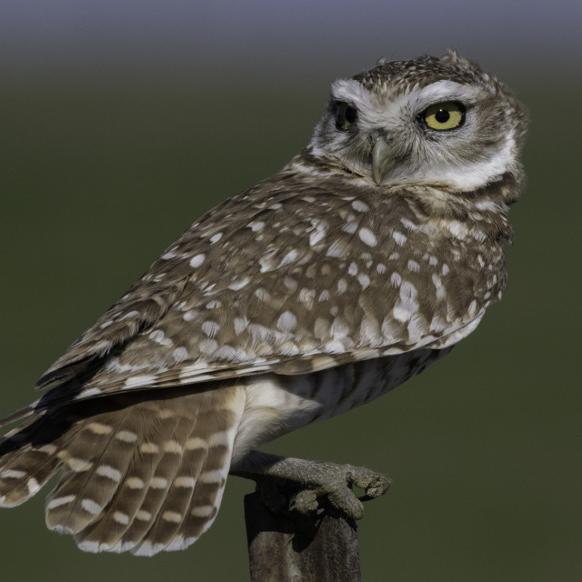 "Burrowing Owl fanning tail" stock image