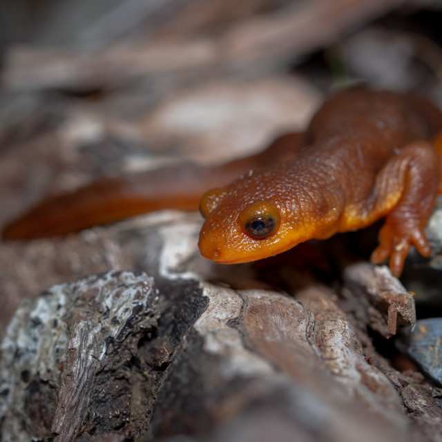 "Newt on the Prowl" stock image